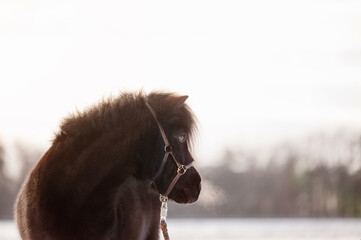 hübsches Shetlandpony im Schnee Pferd schwarzbraun im Winter portrait