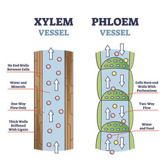 Xylem and phloem water and minerals transportation system outline diagram. Educational labeled anatomical scheme with vessel side cross section, structure and process explanation vector illustration. - obrazy, fototapety, plakaty