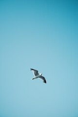 Seagull in the sky