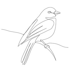 bird on a branch drawing by one continuous line sketch, isolated, vector