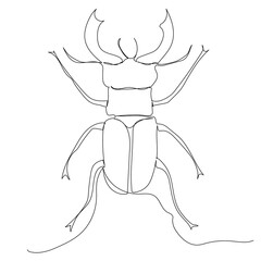 beetle drawing by one continuous line sketch, isolated, vector
