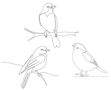bird on a branch drawing by one continuous line sketch