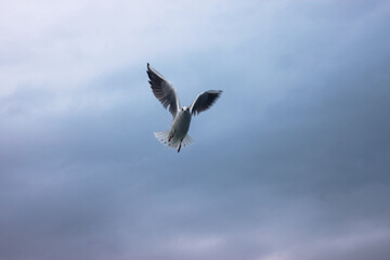 seagull flying in the sky