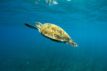 Green turtle (chelonia mydas) swimming to the surface to breathe