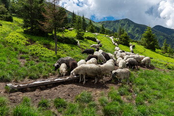 Flocks of sheep graze in the summer in the Ukrainian Carpathians Lysych mountain meadow, Marmara...