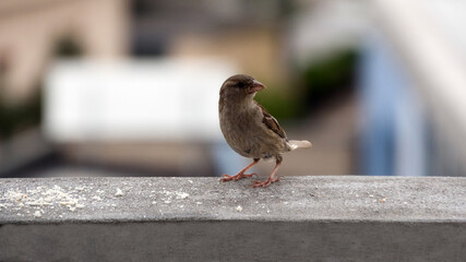 Sparrow on balcony railing 