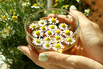 Female hands and chamomile tea, close up