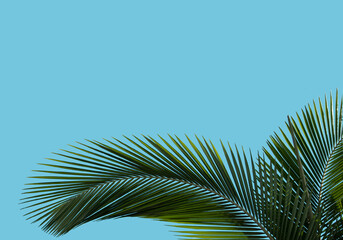 palm leaves against blue sky with copy space