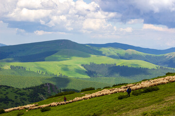 Fototapeta na wymiar Flock of sheep in the mountains of Romania