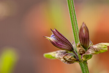 Knospe des Salbe bricht auf