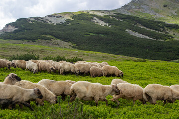 Obraz premium Flock of sheep