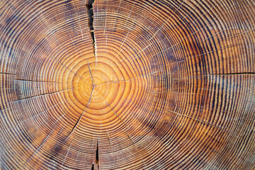 Closeup macro view of end cut wood tree section with cracks and annual rings. Natural organic...