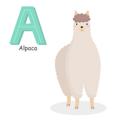 Letter A and a cute cartoon alpaca. Children's English alphabet. It is suitable for the design of postcards, books, leaflets, banners, birthday invitations. Colorful vector illustration