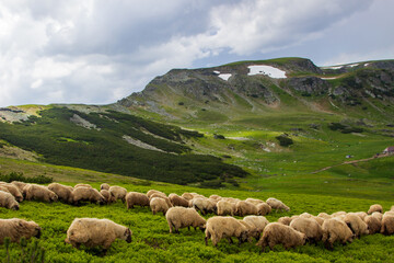 The Transalpina or DN67C
 is a 148 km national road located in the Parâng Mountains group,...