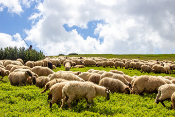 Obraz premium Flock of sheep