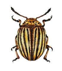 Colorado beetle  illustration  isolated on a white background. Watercolor. Hand drawn. Closeup.
