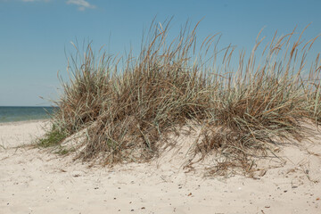 deserted sea coast against a blue sky in the summer