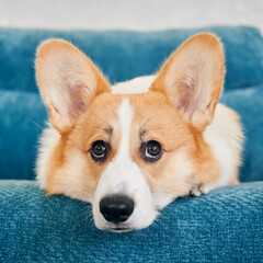 Close-up view of corgi dog lying on blue sofa in house. Cute pet is relaxing on couch. Concept of domestic animal.