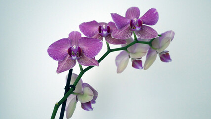 Fototapeta na wymiar Violette Orchidee