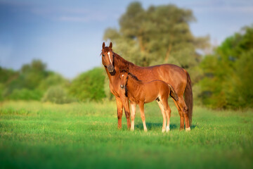 Fototapeta Red mare and foal on green pasture obraz
