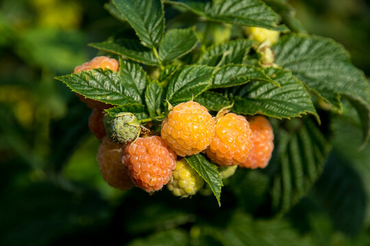 Rubus idaeus 'Fallgold'