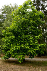The ornamental tree Catalpa speciosa 