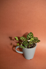 Kalatea in a circle on a brown background