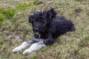 Sheepdog