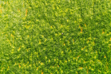 Textura de algas marinas en la playa