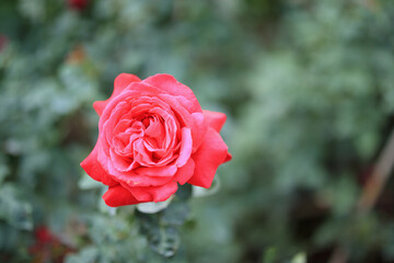 Beautiful red roses flower in the garden