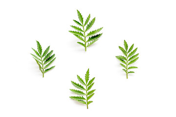 Green leaf pattern on white background. Top view