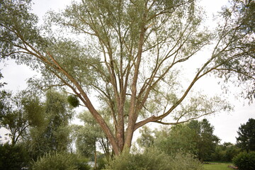 Gros plan sur un arbre