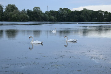 Des oiseaux blancs dans le lac