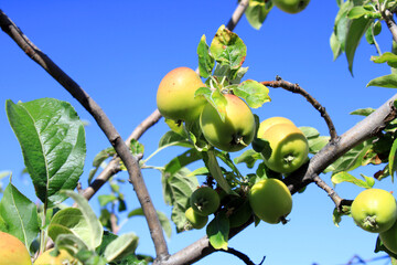 apples on tree
