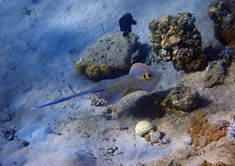 Blue spotted skate or ray, scientific name is Dascyatis lymma (Taeniura), belongs to family Dascyatidae, of the order Batoidea, class Elasmobranchia, it lives in shallow sandy areas of coral reefs © sergei_fish13