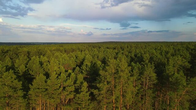 coniferous forest flight over forest Summer sun sunset 4K