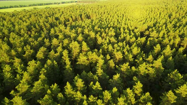 coniferous forest flight over forest Summer sun sunset 4K