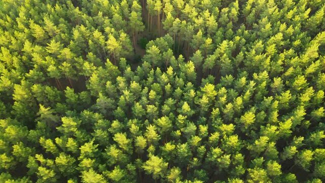 coniferous forest flight over forest Summer sun sunset 4K