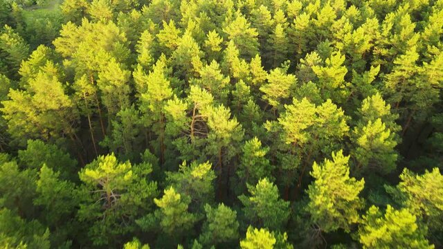 coniferous forest flight over forest Summer sun sunset 4K