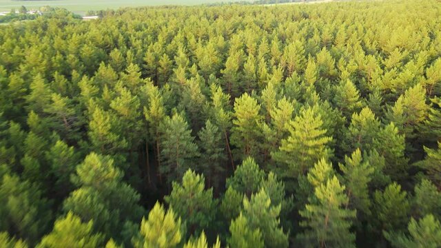 coniferous forest flight over forest Summer sun sunset 4K