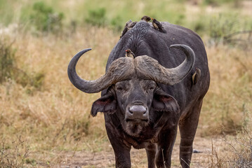 Obraz premium Lone buffalo with huge horns facing camera and standing in African bush