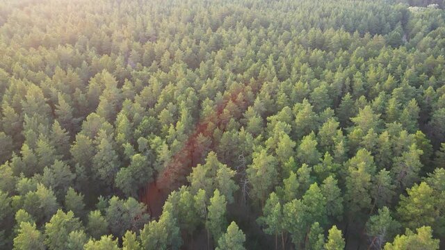 coniferous forest flight over forest Summer sun sunset 4K