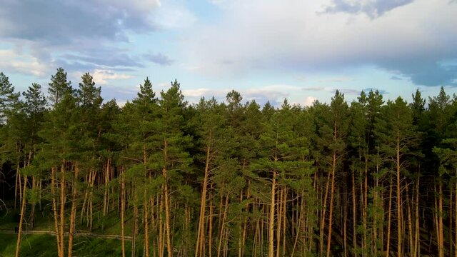 coniferous forest flight over forest Summer sun sunset 4K