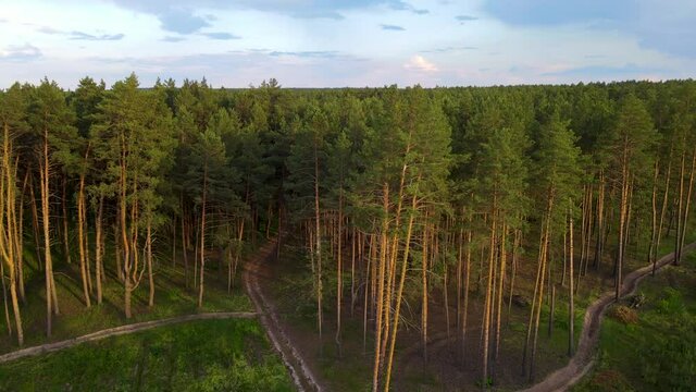 coniferous forest flight over forest Summer sun sunset 4K