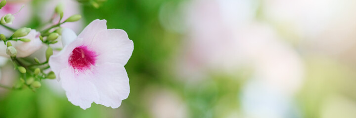 Banner. Floral border against natural light bokeh background. Side view, copy space. Beautiful floral template in pastel colors. 