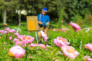 An artist with an easel in defocus on a plein air painting of blooming rose peonies in a spring...