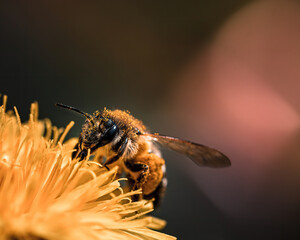 eine Wildbiene auf einer gelben Blume