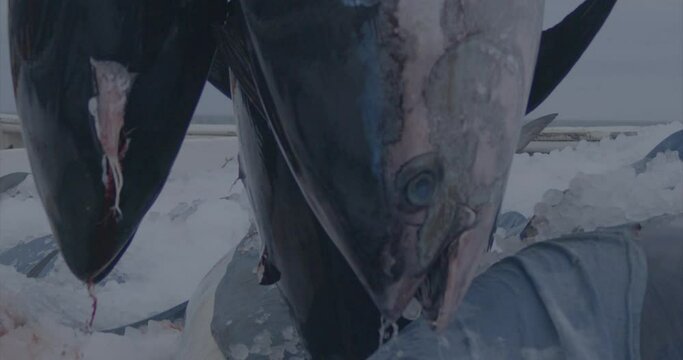 Fishermen fishing tuna fish (bluefin) from a fishing boat slow motion 4k
