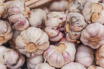 Packs of fresh garlic bulbs with purple stripes on display at local food market, closeup detail