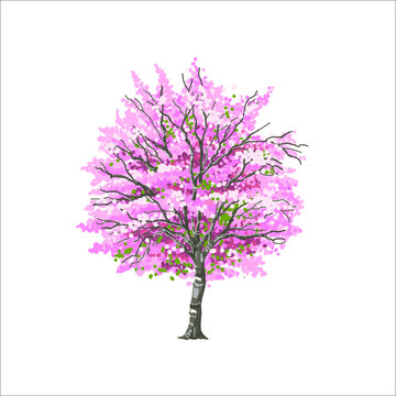 Artistic pink cheery blossom (sakura) tree in the garden, spring season, beautiful scenery, colorful, cheerful and celebrating atmosphere, hand sketch, vector illustration, tree elevation for retouch